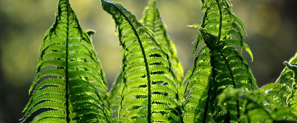 ferns, nature, garden, fern, forest, mindful, peaceful, universe, enjoyment