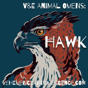 hawk, animal omen, bird omen, hawk art,